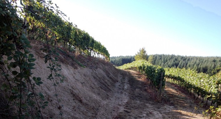 View of the vineyard slope at Shea Vineyard