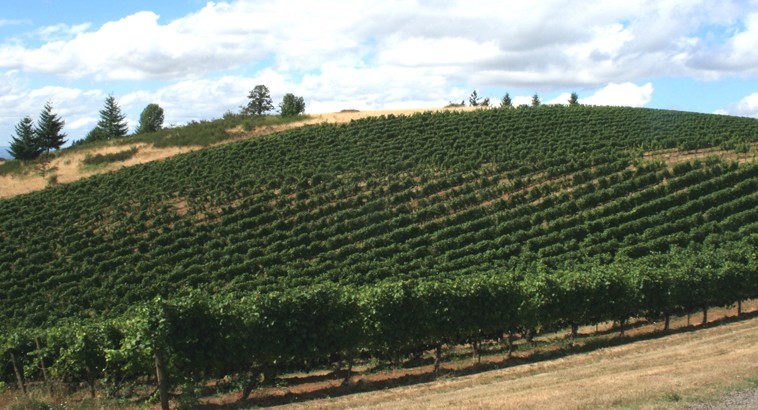 View of Temperance Hill Vineyards