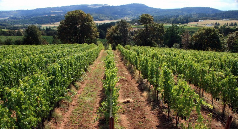 View down the vineyard row at Temperance Hill