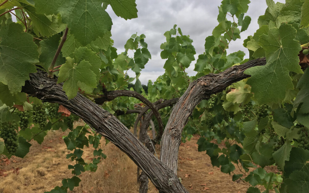 Vineyard vines at St. Innocent Winery