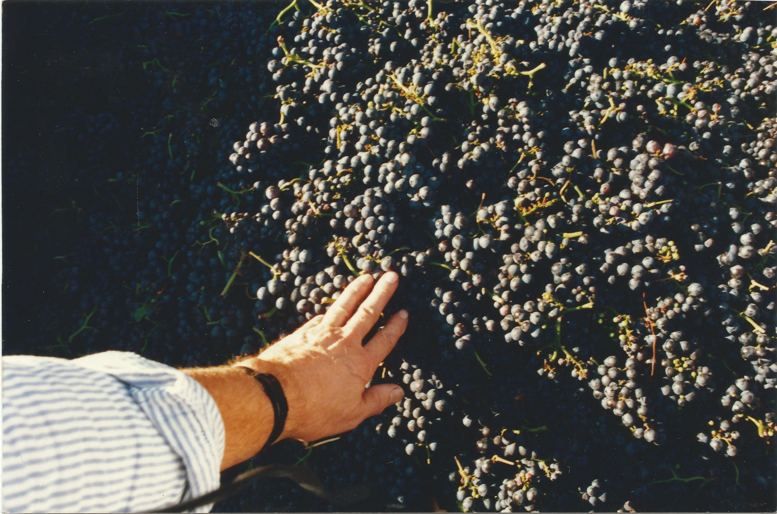Hands touching grape clusters