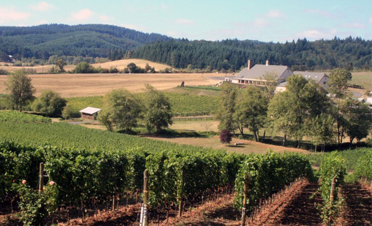 View down the vineyard rows at Zenith Vineyard